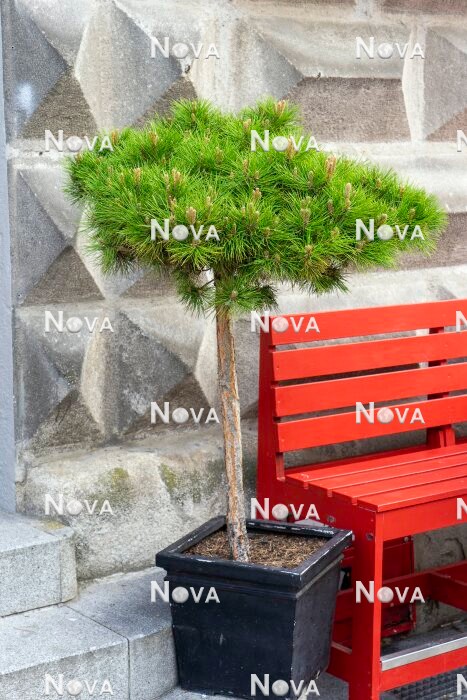 N0503152 Pinus mugo standard in pot