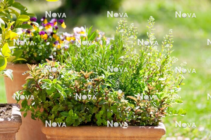 N1713567 Herb mix in pot