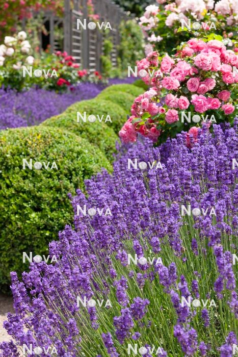 N0929772 Planting with Buxus, Lavandula and standard roses