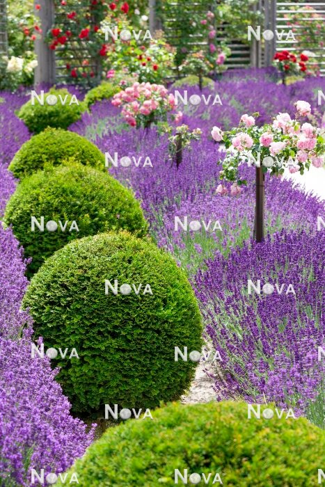 N0117043 Bepflanzung mit Buxus, Lavandula und Hochstamm Rosen