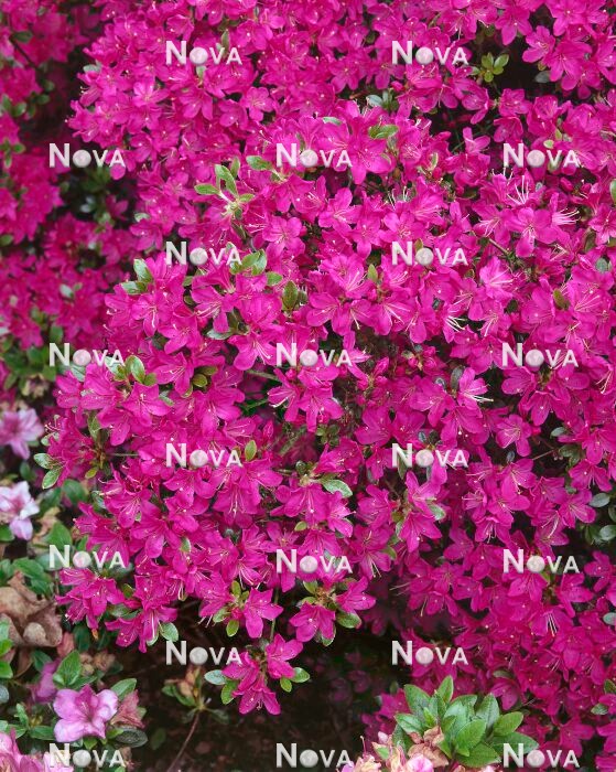 N0200610 Rhododendron Diamant Purpur