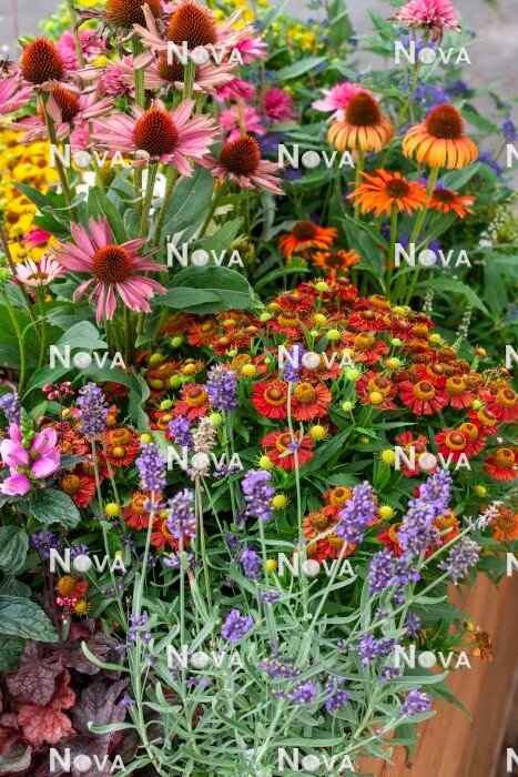 N0929960 Colorful perennial mix with fall plants