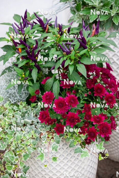 N1525843 Fall plant container with Chrysanthemum
