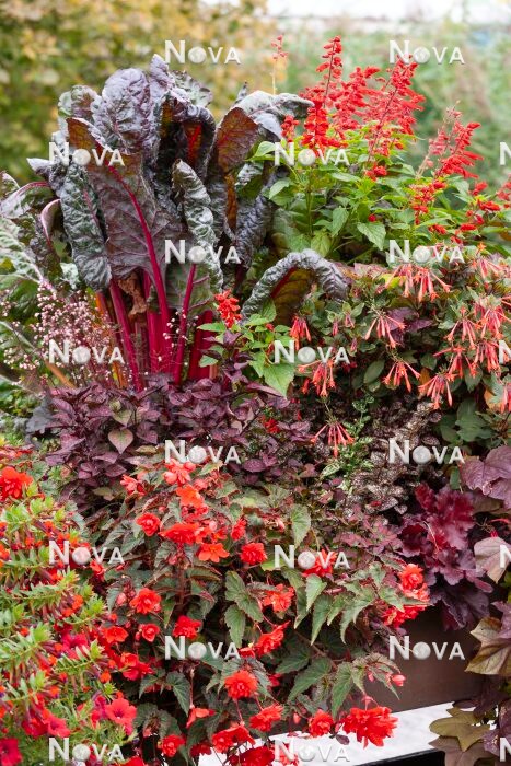 N1525855 Herbstliche Bepflanzung in roten Farbtönen