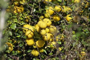 infructescence, Maule's Quince