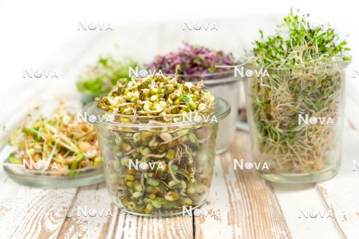 N1714657 Sprouts mix