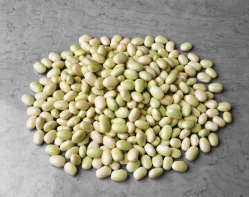bean (Genus), Bohnen-Samen