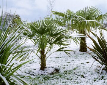 Schnee, Washingtonia robusta, Winter