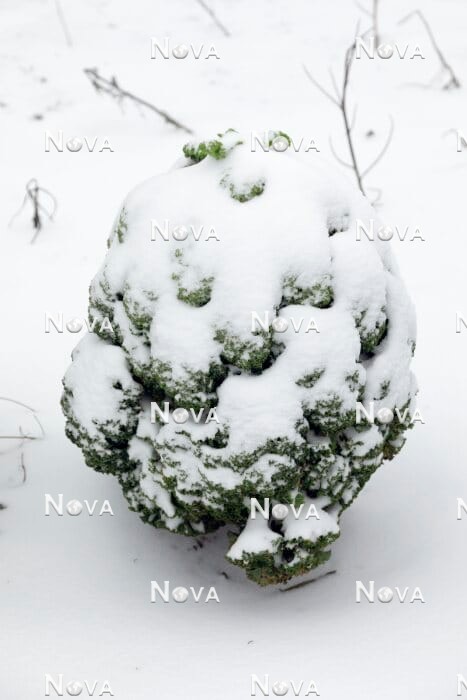 N1715359 Brassica Westlandse Winter im Winter