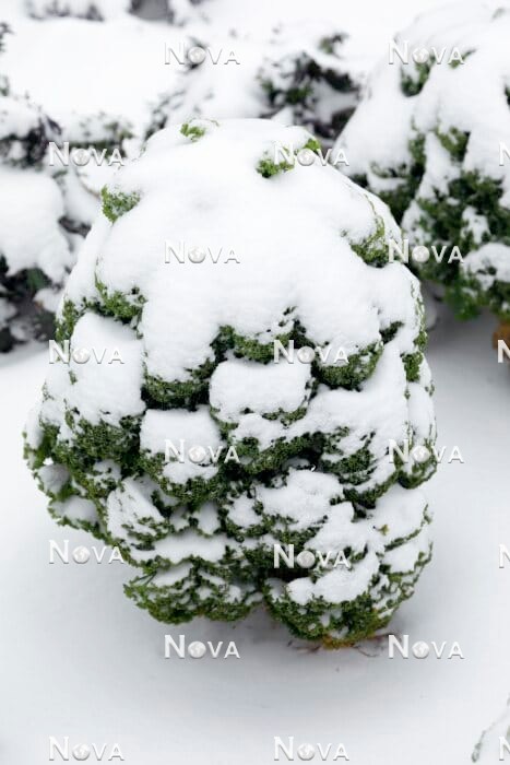 N1715360 Brassica Westlandse Winter in the winter
