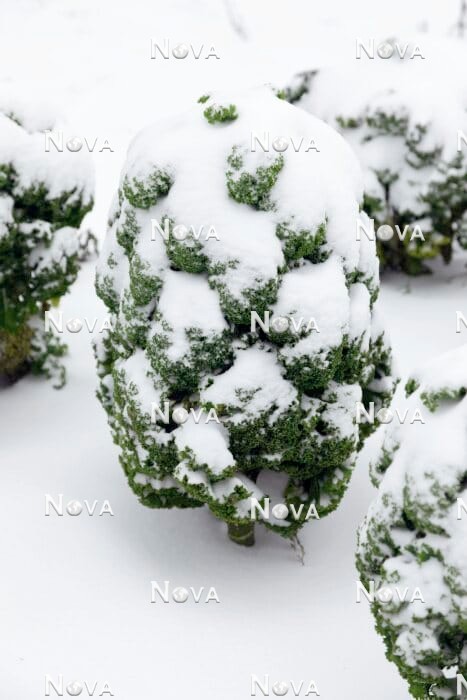 N1715361 Brassica Westlandse Winter in the winter
