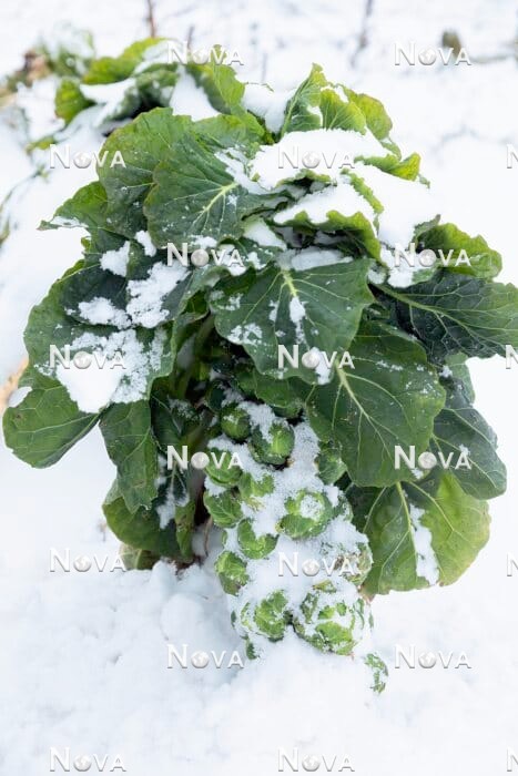 N1715365 Brassica Igor F1 im Winter