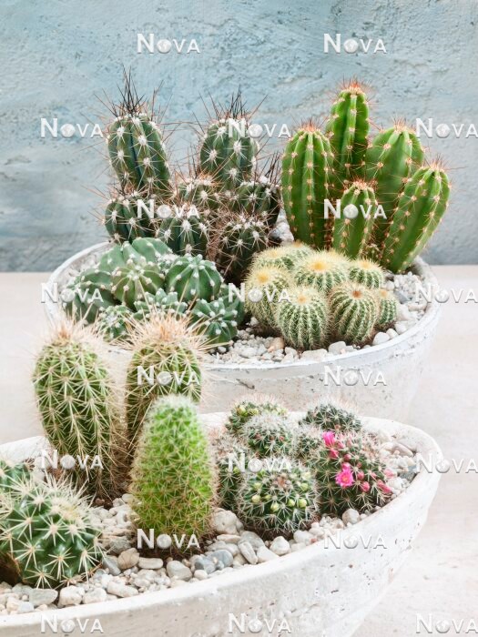 N1801669 Cactus mix in pot