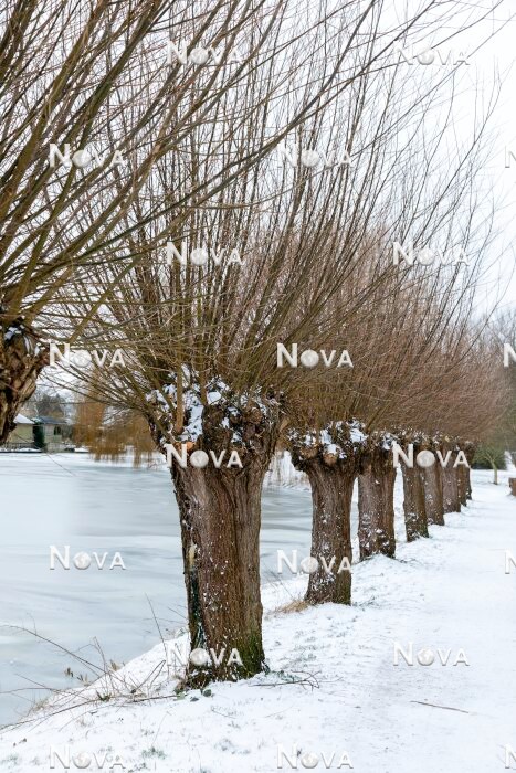 N0117552 Salix Chermesina in the winter