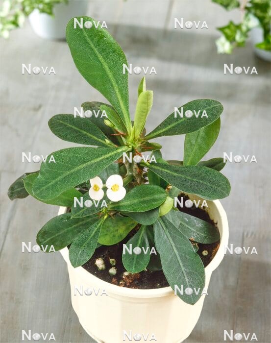 N1203988 Euphorbia milii var. milii