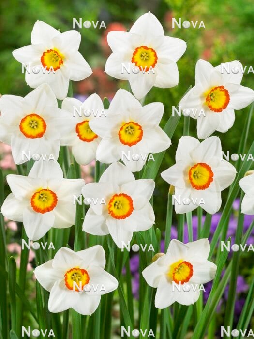 N1926405 Narcissus Small Cupped Trident