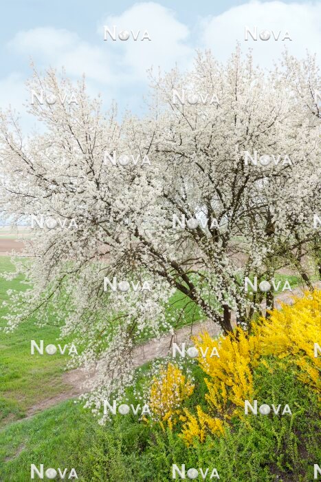 N0117656 Spring impression with Prunus and Forsythia