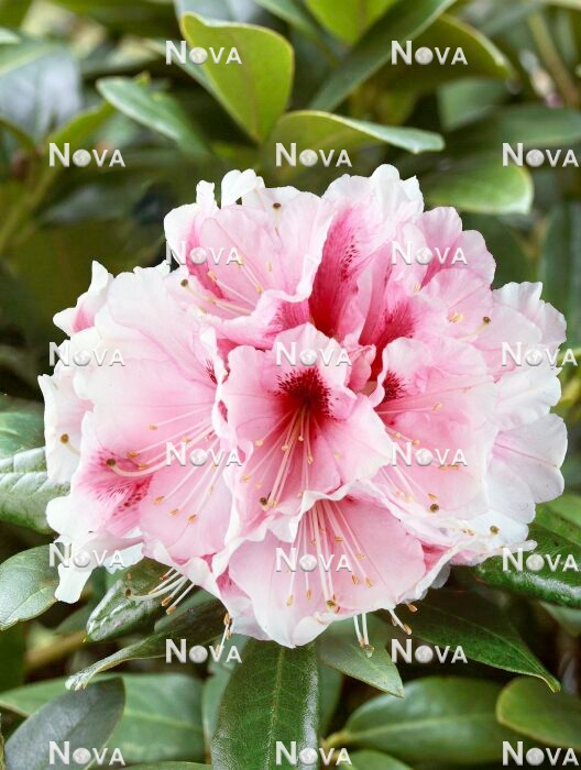 N0205348 Rhododendron Mrs. G. W. Leak