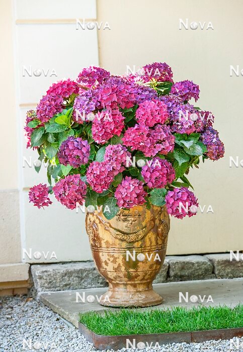 N0117814 Hydrangea macrophylla in plant container