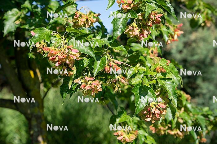 N0117917 Acer tataricum subsp. ginnala
