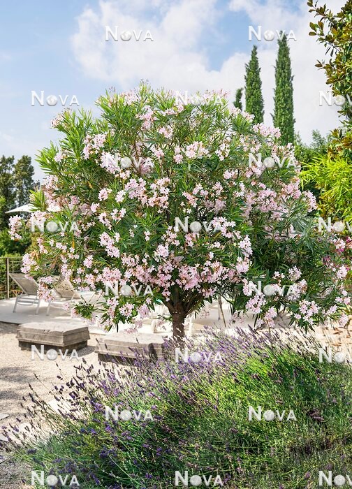 N0117877 Nerium oleander im Topf