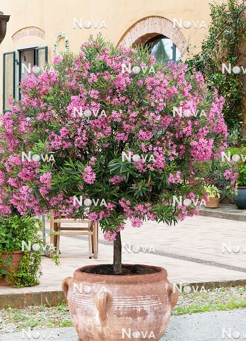 N0117884 Nerium oleander im Topf