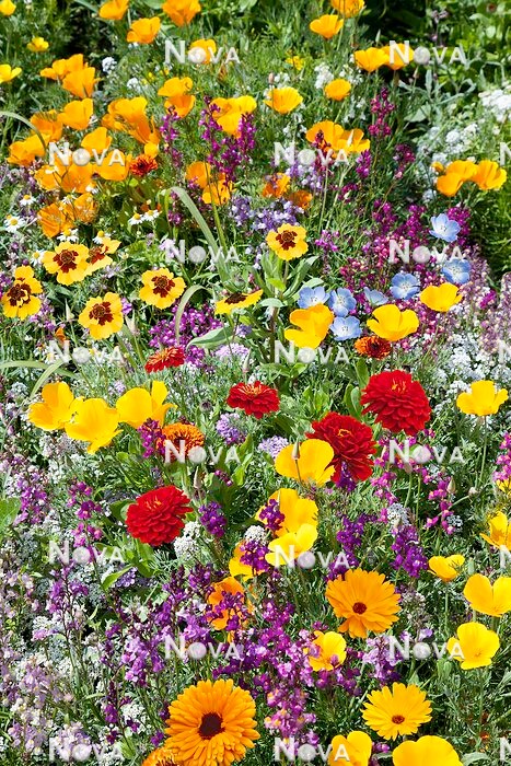 N1527142 Flower mix Wunderteppich