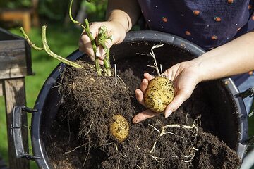 Gartenarbeit, Hand, harvest, Solanum lycopersicum, woman