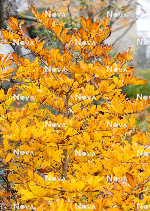 N0118172 Magnolia stellata