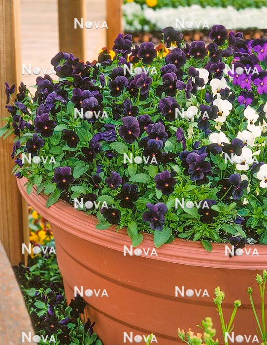 N1527740 Viola cornuta Mix in Pot