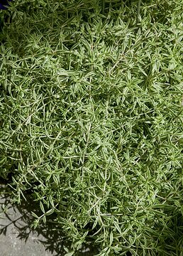 Sedum lineare, Succulent