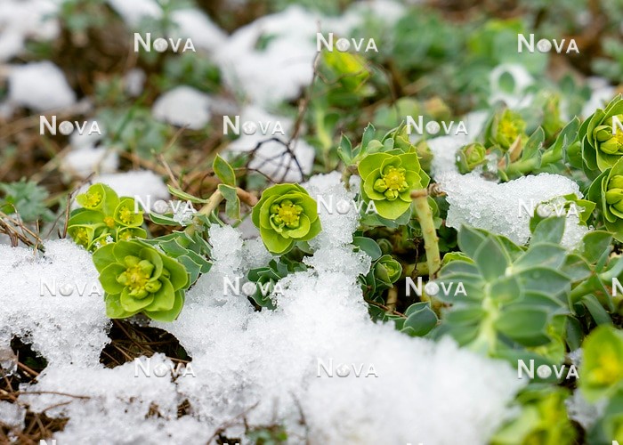N0933141 Euphorbia myrsinites mit Schnee