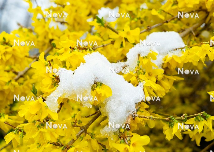 N0118592 Forsythia x intermedia mit Schnee