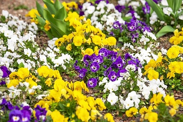 Springtime, Viola cornuta