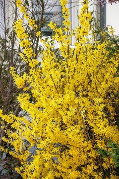 Forsythia x intermedia, Frühlingsblüher, Springtime