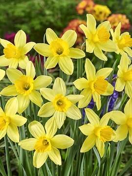 Narcissus Large Cupped