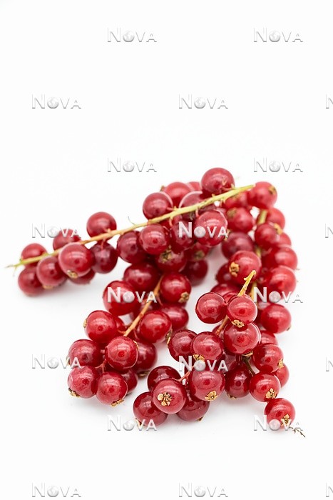 N0704075 Ribes rubrum var. domesticum