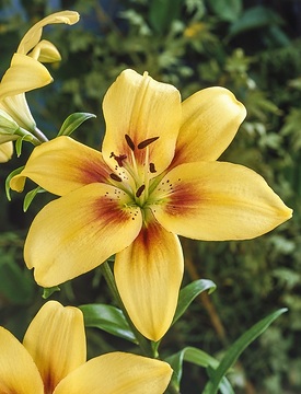 Lilium Asiatic-Grp.