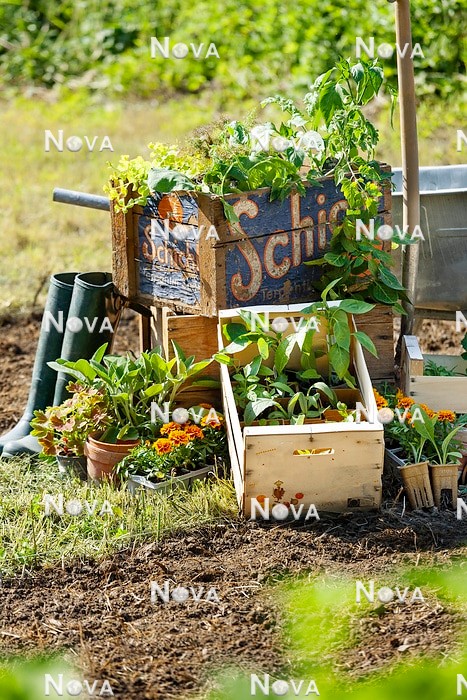N2103058 Seedlin mix in wooden crates