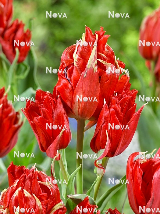 N1927665 Tulipa Lily Flowered Red Spider