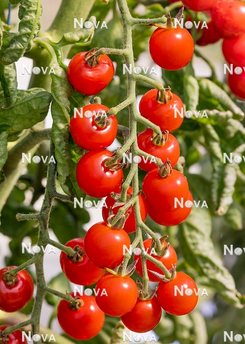 N1716649 Solanum Rubylicious F1
