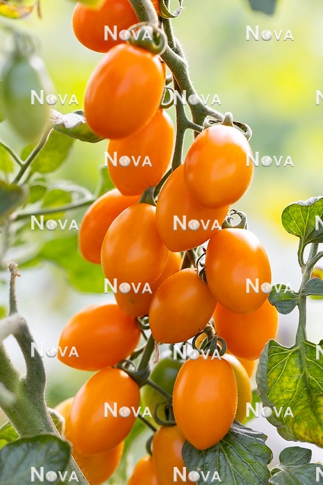 N1716713 Solanum Nugget F1