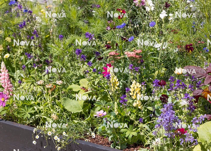N1007482 Colorful planting with annuals and perennials
