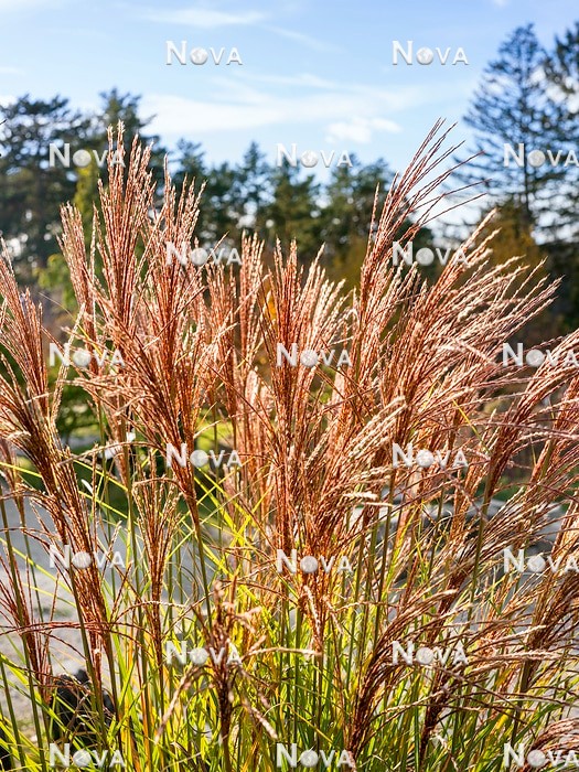 N0934150 Miscanthus sinensis in the fall
