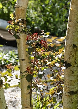 Baumstamm, Betula (Genus), Physocarpus opulifolius, Rinde