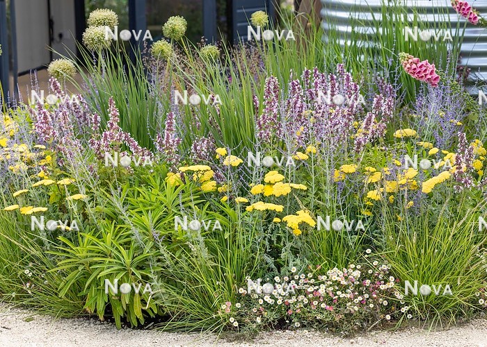 N1007426 Contemporary garden design with perennials