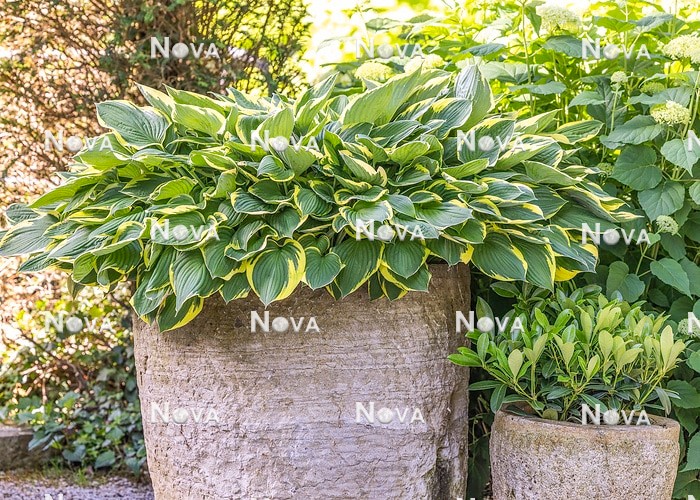N0934211 Plant container with Hosta and Prunus laurocerasus