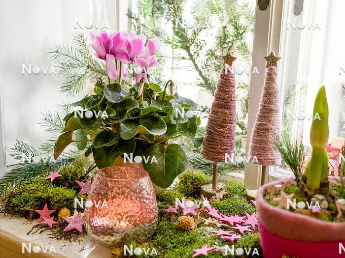 N2302400 Christmas decoration with Cyclamen