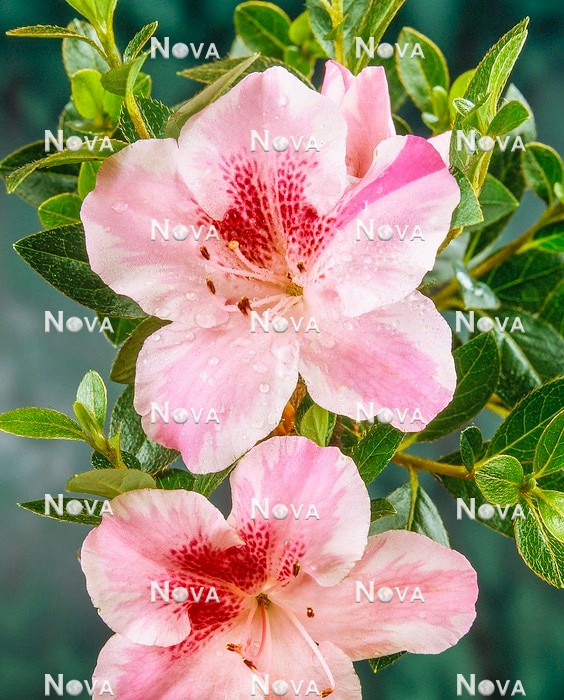 N0205437 Rhododendron Haru-no-sono