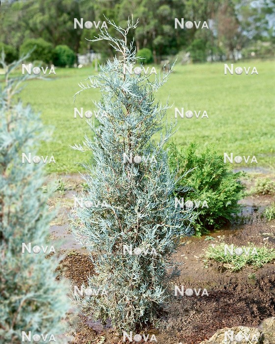 N0503206 Juniperus scopulorum Erecta Glauca